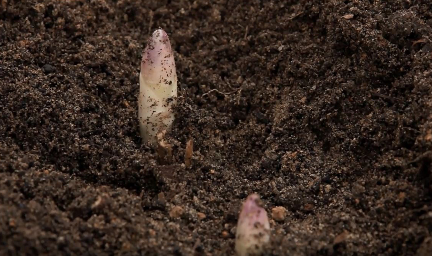 Buried White Asparagus from Jordan Winery Garden