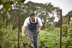 Jordan Winery Executive Chef Todd Knoll harvesting food from the Jordan Estate garden