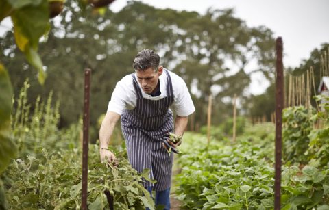 Jordan Winery Executive Chef Todd Knoll harvesting food from the Jordan Estate garden