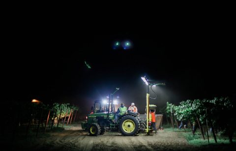 harvest crew member in a tractor night harvesting Chardonnay fruit