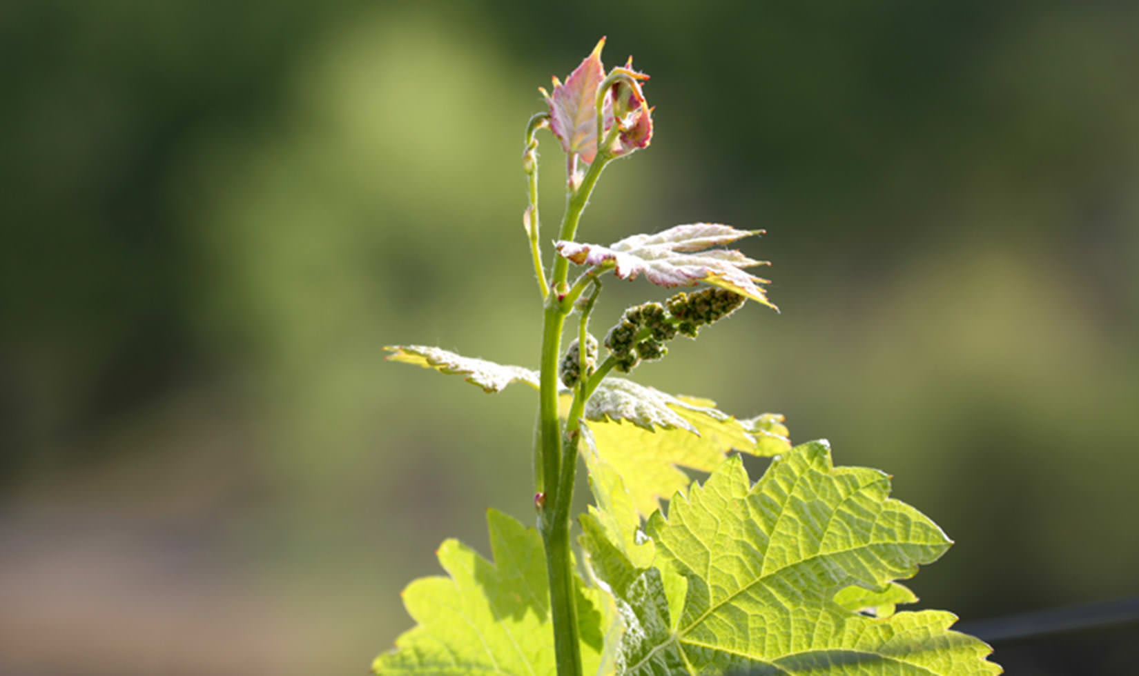 Close up of bud break happening on a grape vine