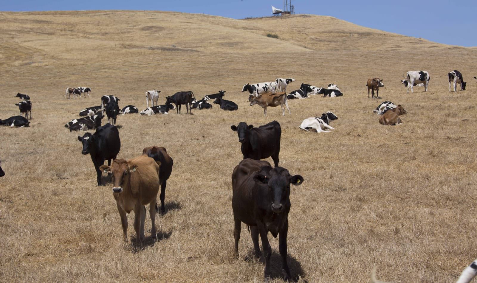 cows standing in a field at Mindful Meats Farm