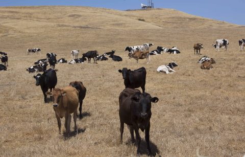 cows standing in a field at Mindful Meats Farm