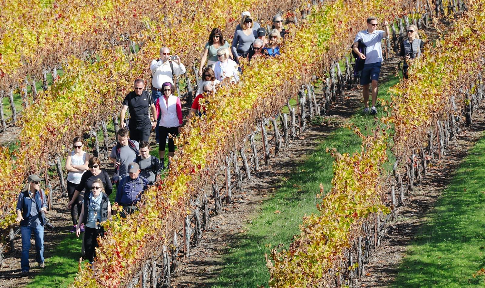 guests on a fall vineyard hike at Jordan Winery