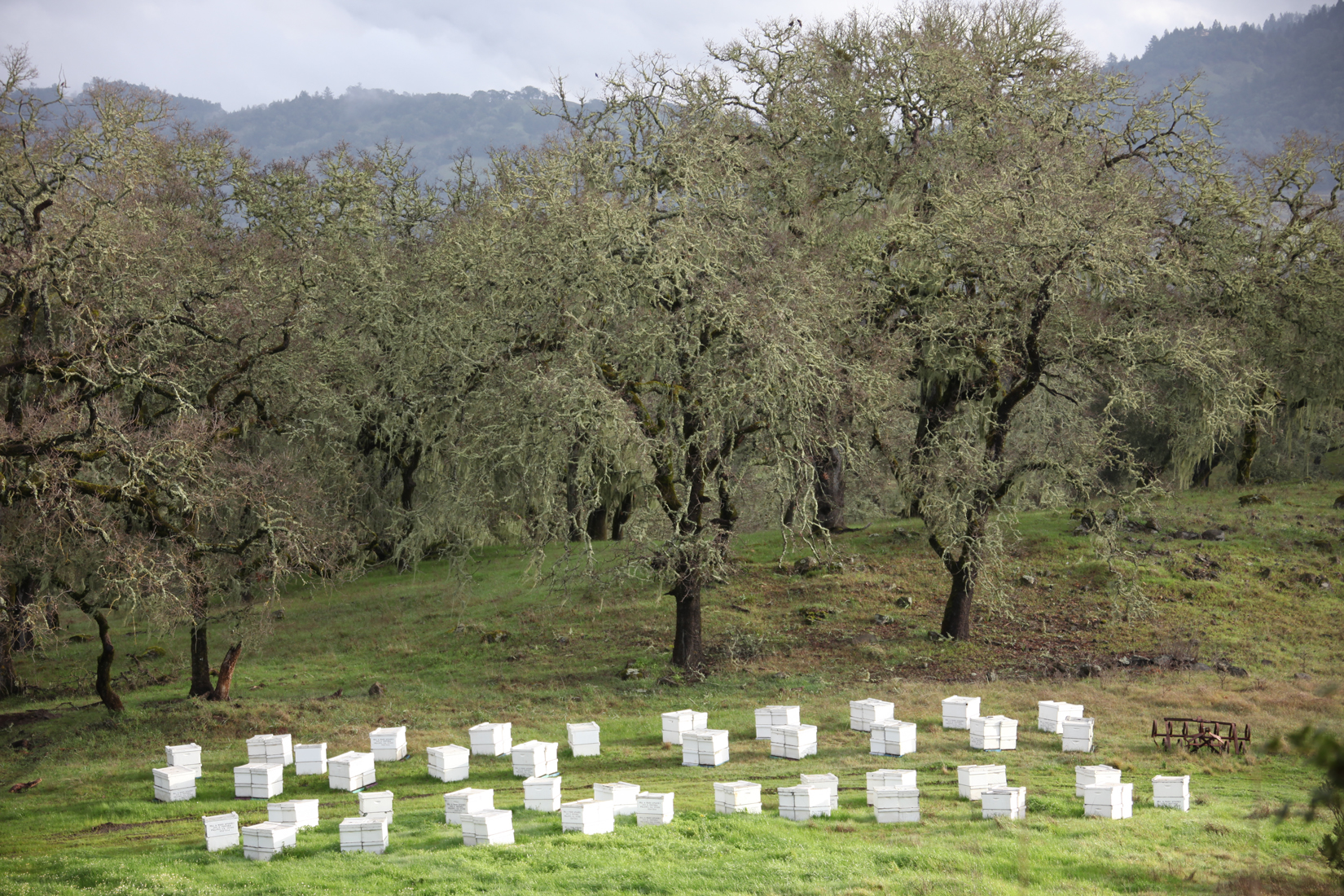 Jordan-Winery-bee-boxes-across-from-Petit-Verdot-vineyard_3974