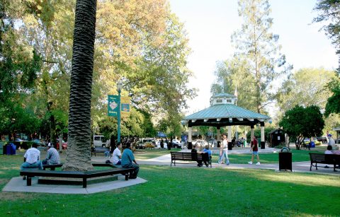 individuals enjoying the Plaza on the Healdsburg Square