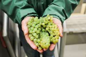 hands holding bundles of harvested Chardonnay grapes