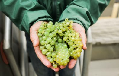 hands holding bundles of harvested Chardonnay grapes