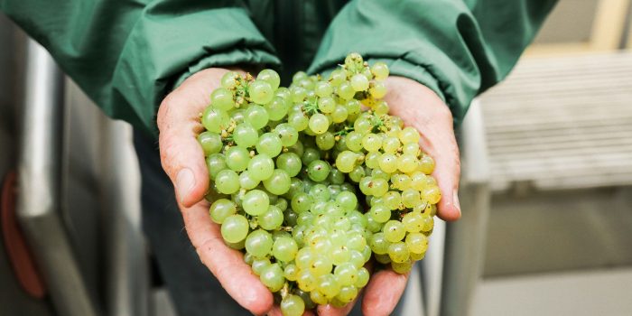 hands holding bundles of harvested Chardonnay grapes