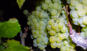 chardonnay grape clusters hanging on a vine at night