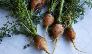 beet roots that have been freshly pulled from the ground