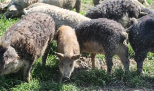 Wooly Mangalitsa Pigs in a pasture