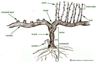 Basic grapvine diagram image