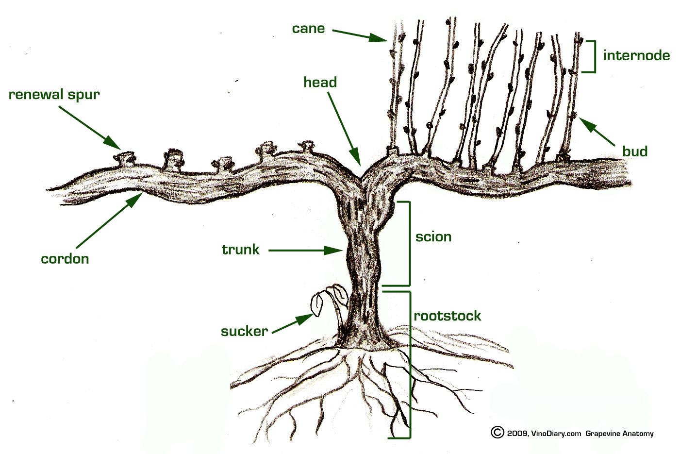 Basic grapvine diagram image