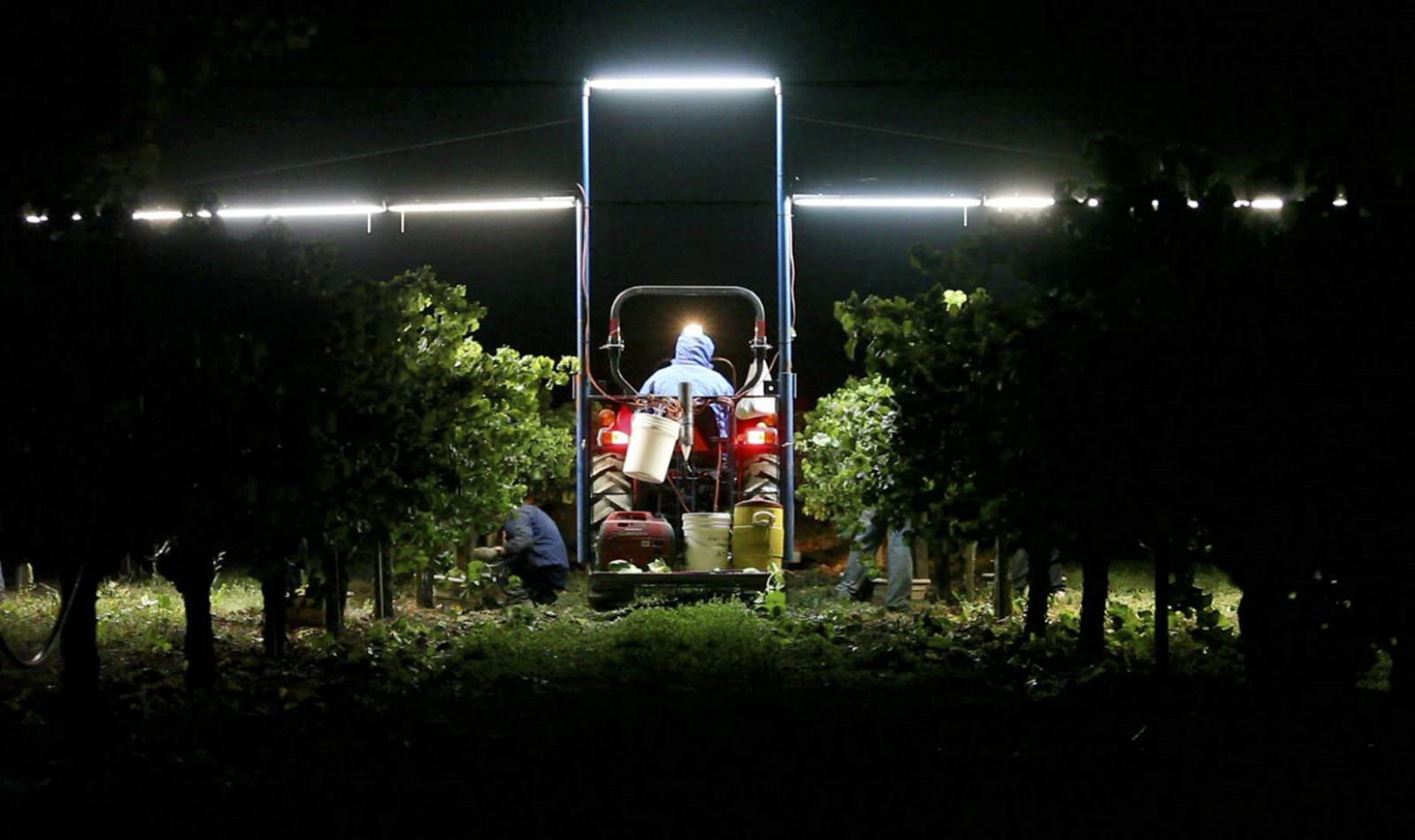 harvest crew member in a tractor night harvesting Chardonnay fruit