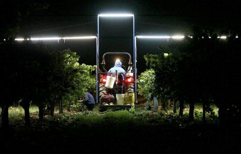 harvest crew member in a tractor night harvesting Chardonnay fruit