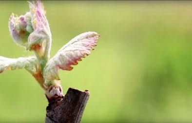 Close up of bud break happening on a grape vine