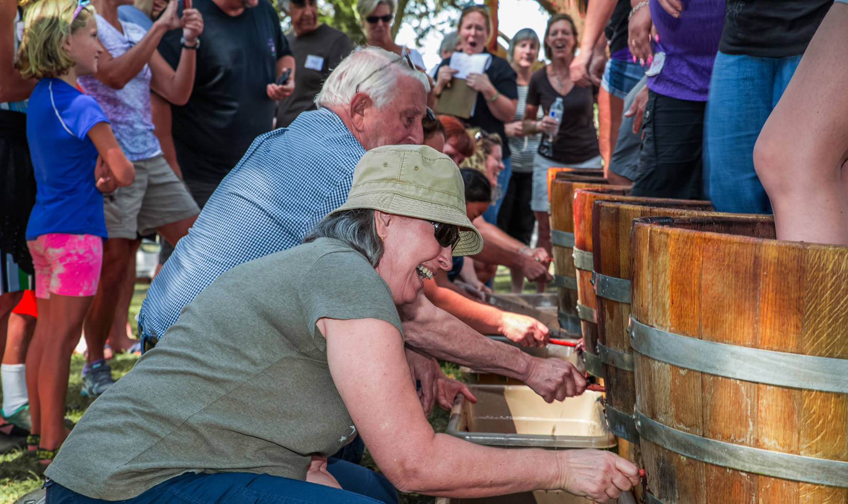 grape stomping, Alexander Valley Vineyards