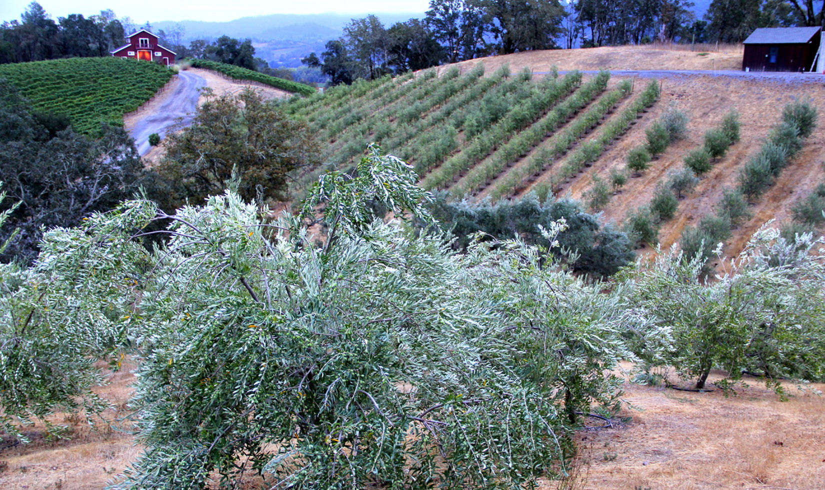 Trattore Farms Dry Creek Olive Oil Trees