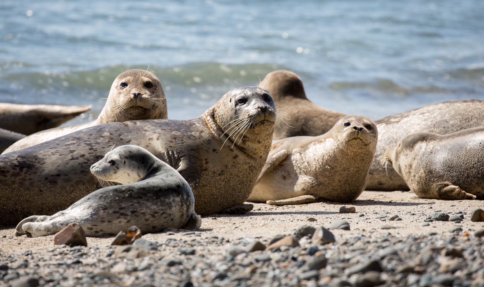 harbor seals on rock