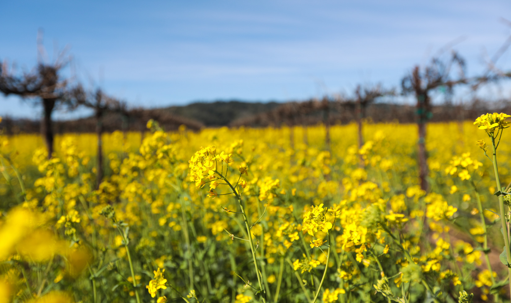 close up of mustard cover crop growing between rows of vines