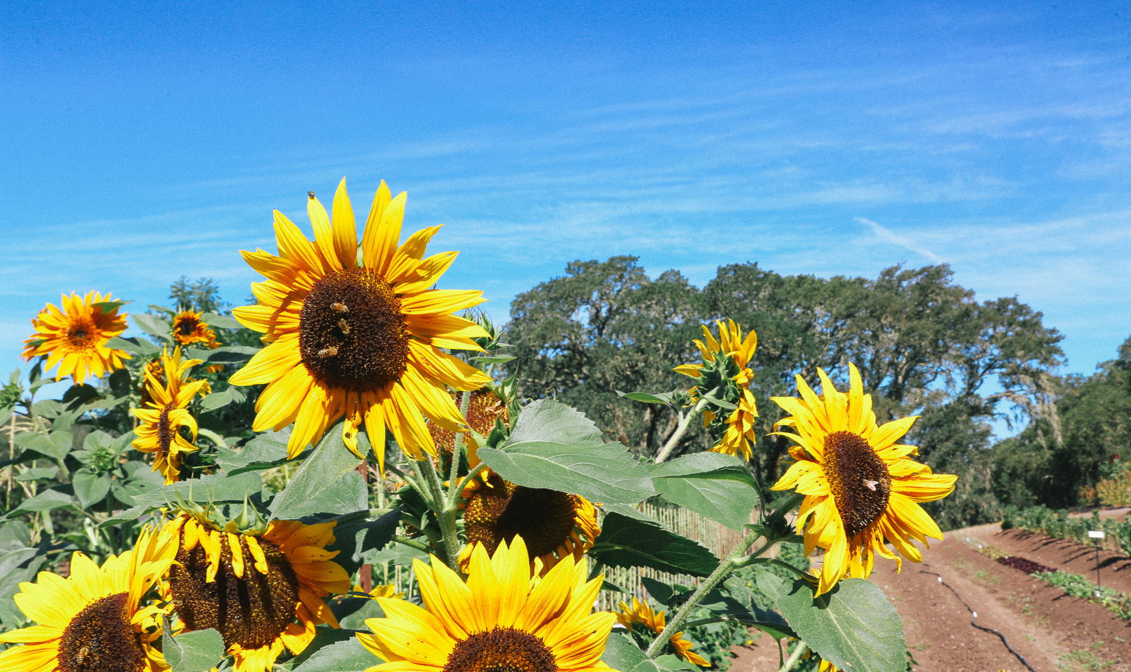 sunflowers in a garden