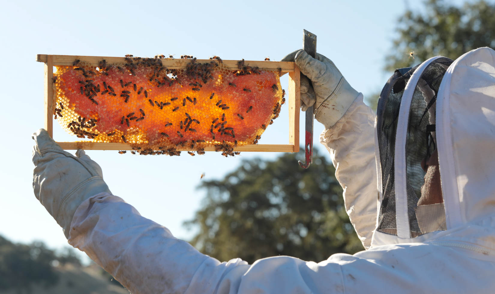 beekeeper with frame at Jordan Winery