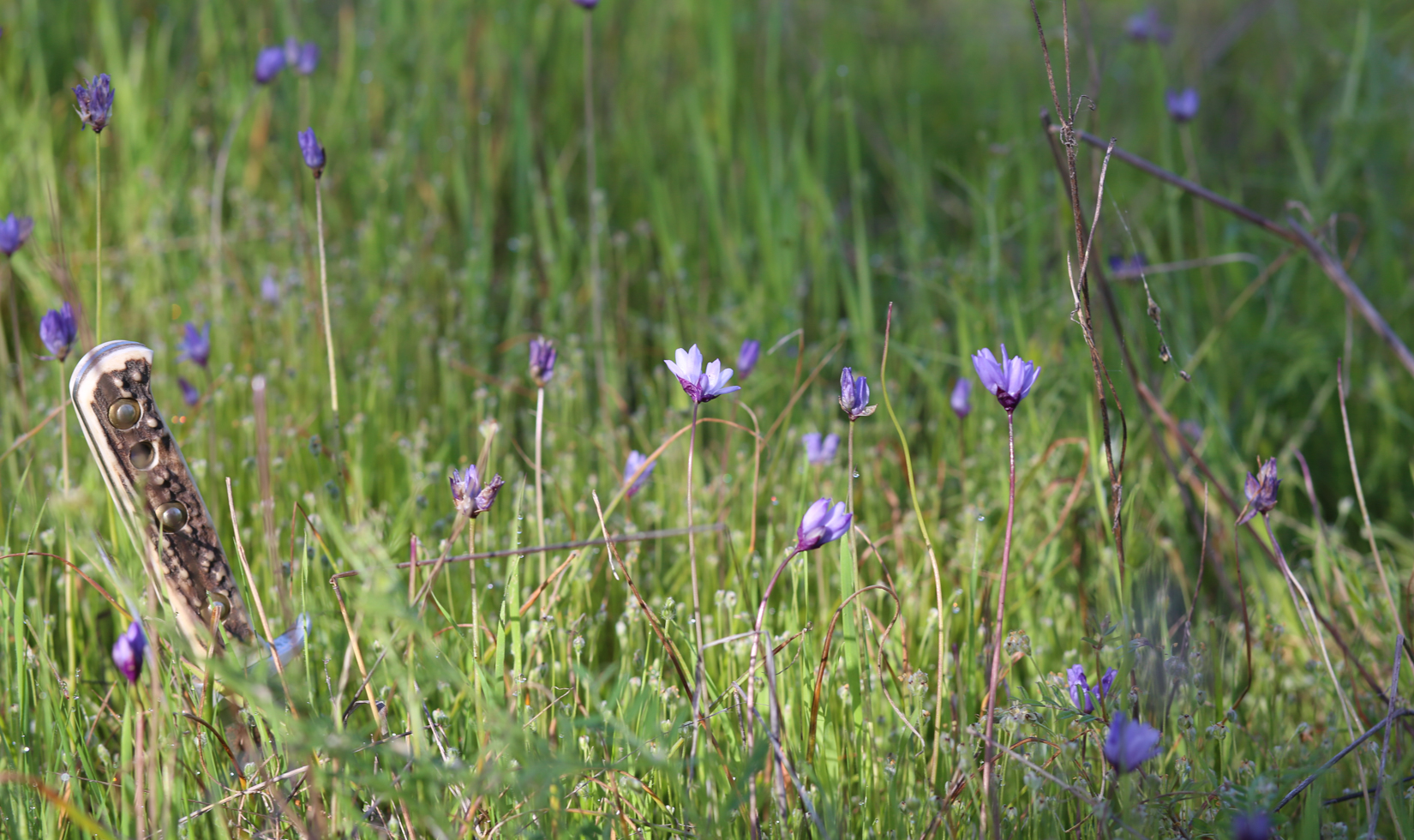 foraging guide, foraging tools, knife with blue camas