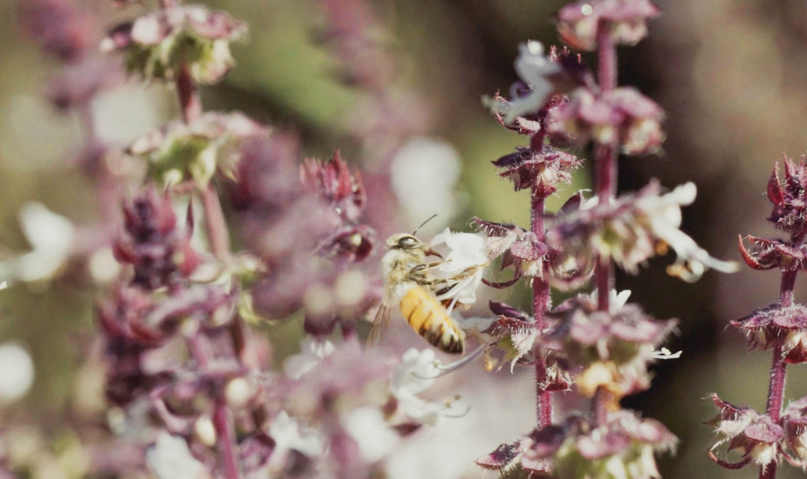 honey bee on wildflower