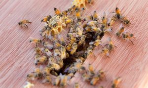 honeybees in entrance of hive