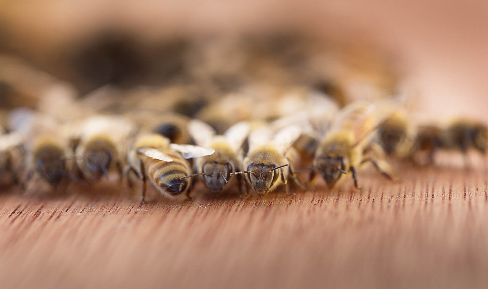 honey bees in beehive