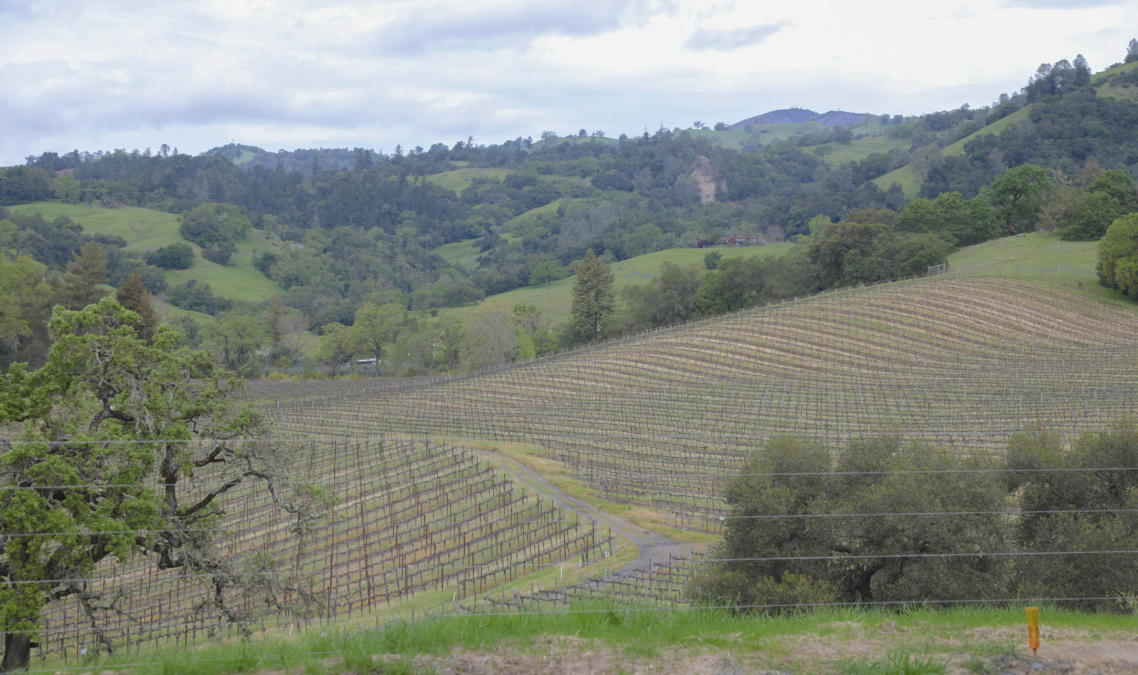 Robert Young Winery Alexander Valley Wineries Grapevines in spring