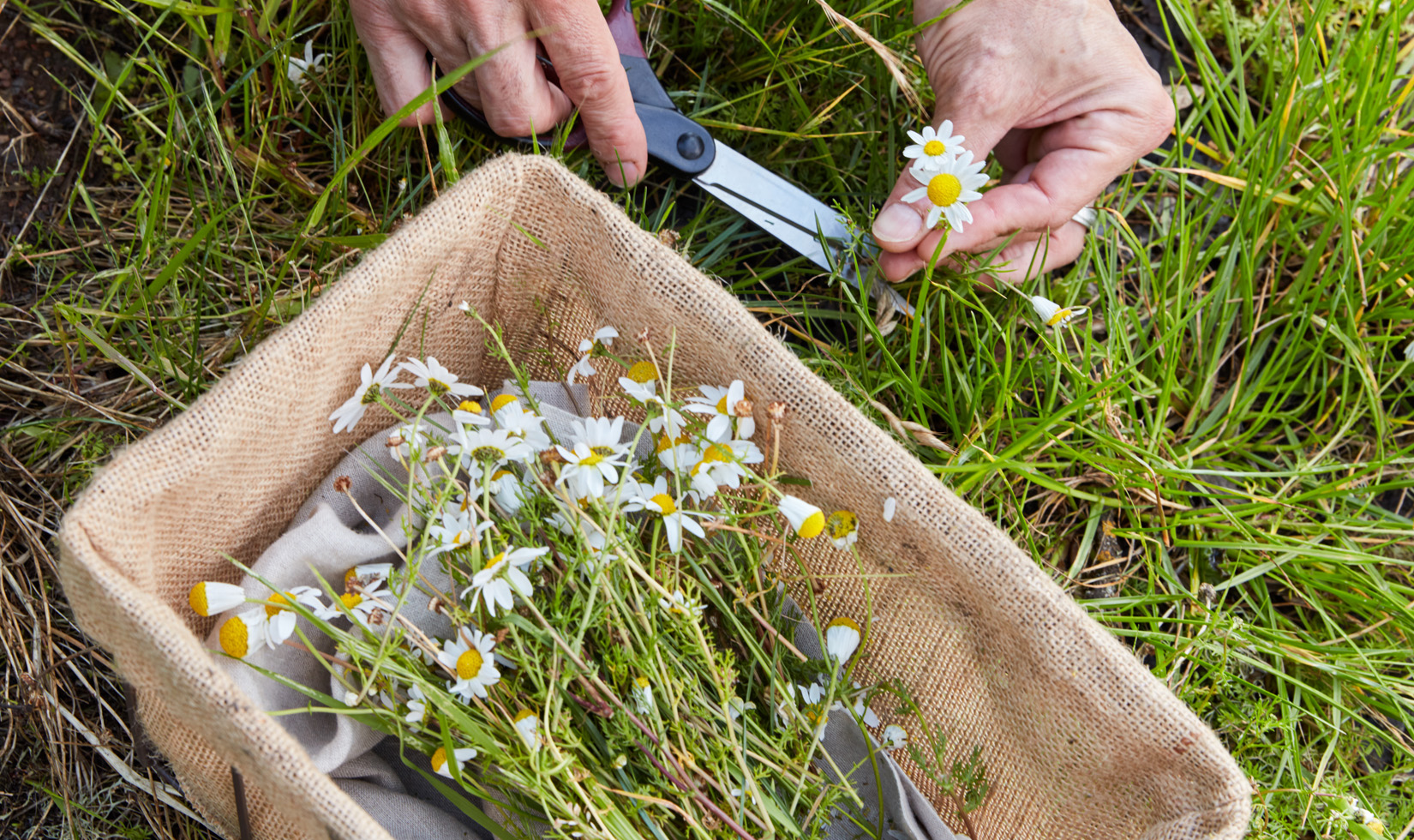 Chamomile flowers, edible wild plants