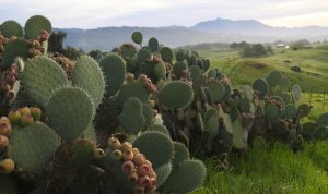 prickly pear cactus bushes at Jordan Winery