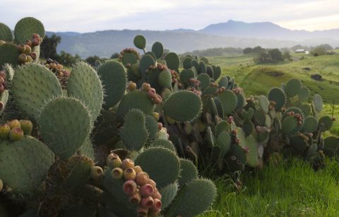 prickly pear cactus bushes at Jordan Winery