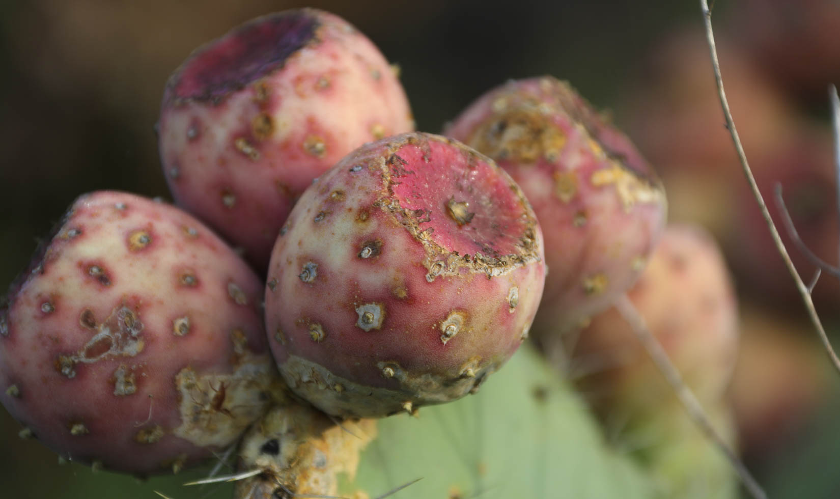 prickly pear cactus fruit