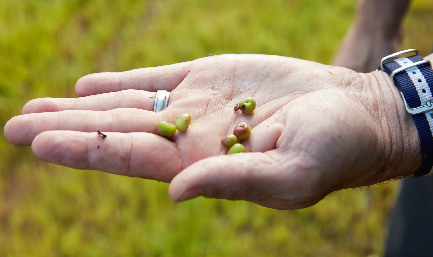 manzanita berries, edible wild plants