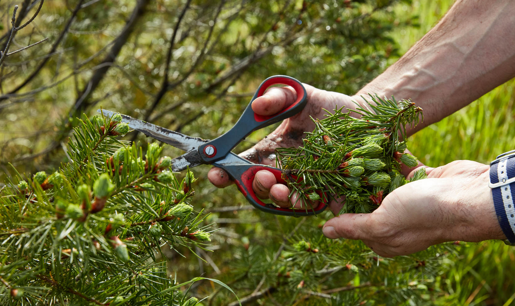 pine tree buds harvested with scissors