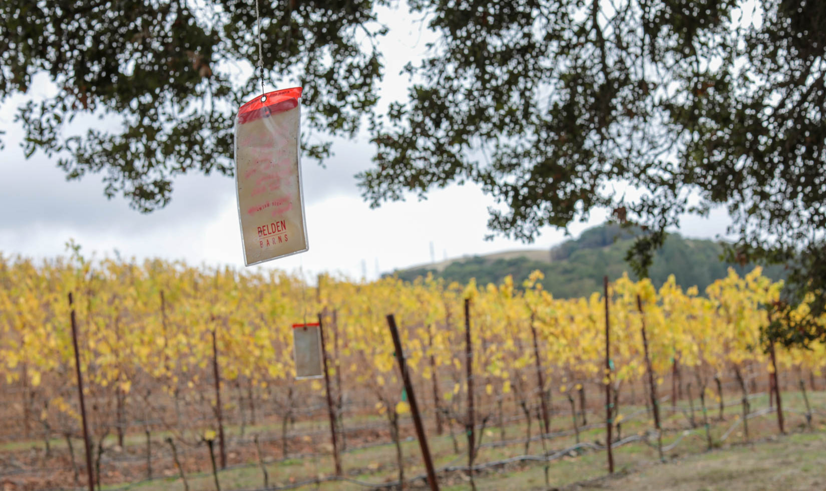 The “Wishing Tree,” an old oak tree where guests can write and hang wishes for posterity to record.