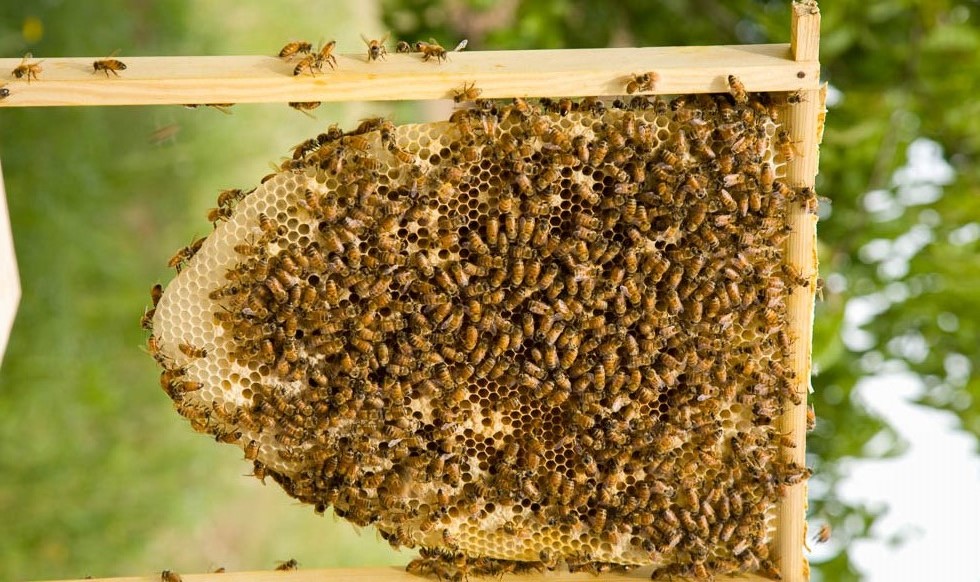 bees at Quivira Winery