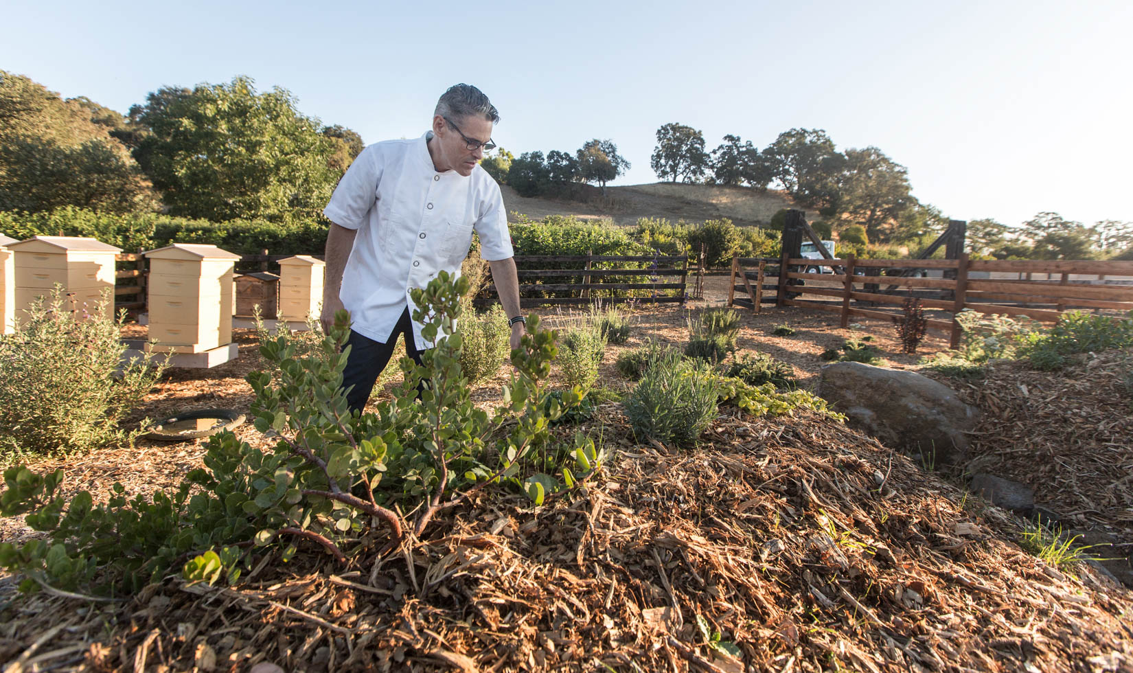 Chef Todd Knoll in the apiary at Jordan Winery