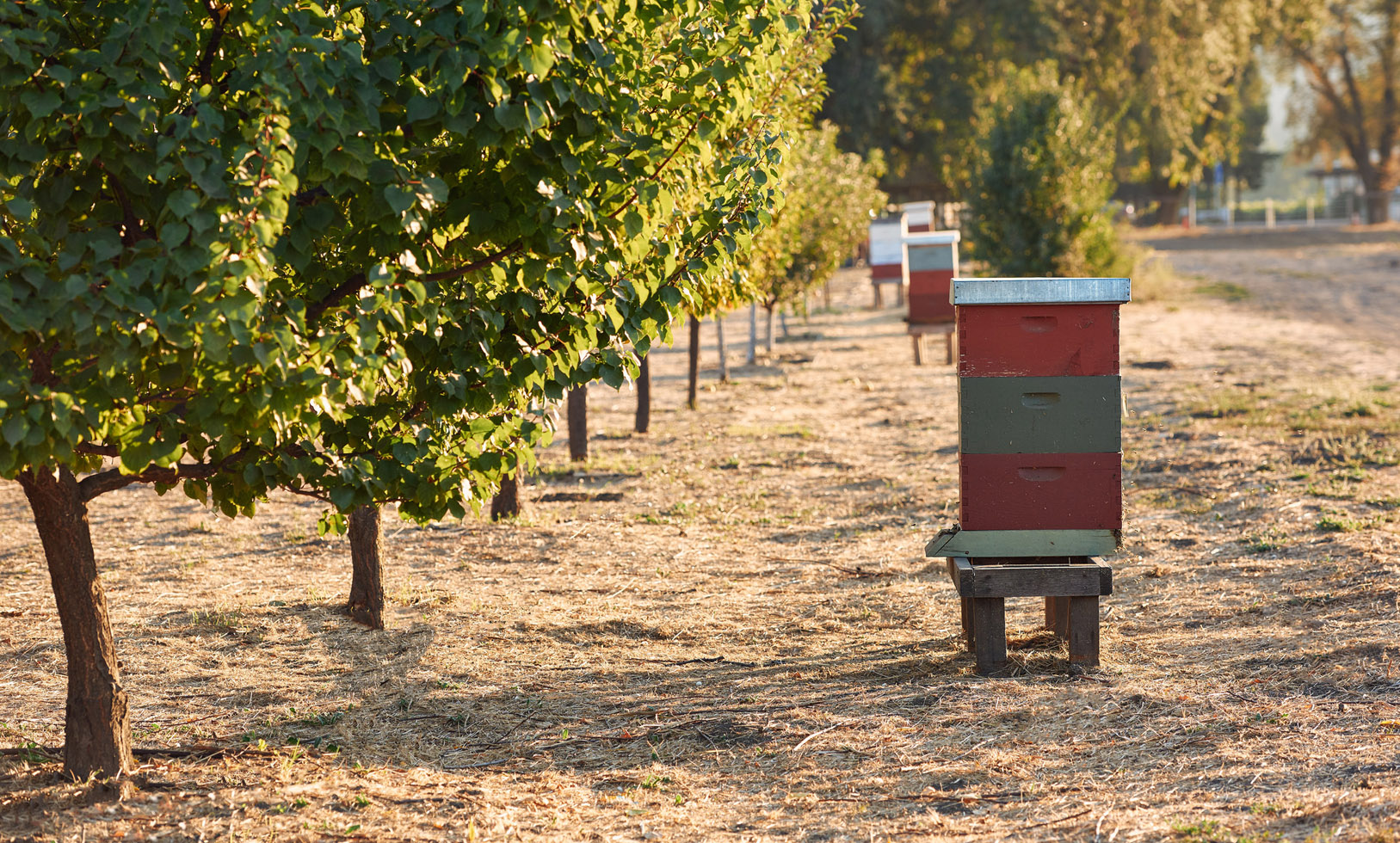 Long Meadow Ranch Napa Valley beehives