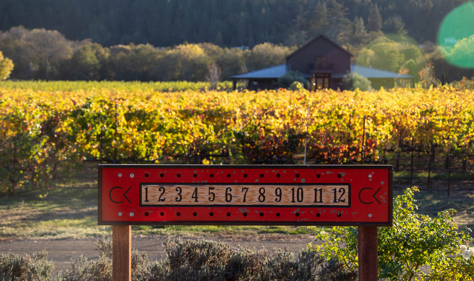 Comstock Wines fall foliage