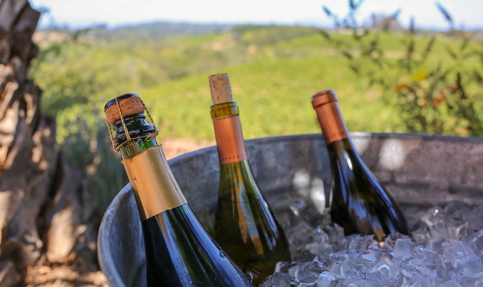 Iron Horse sparkling wine in champagne bucket, wine tasting