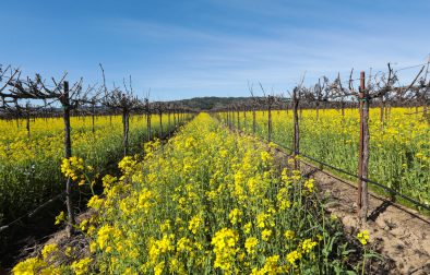 mustard growing between vineyard rows (cover-crop)