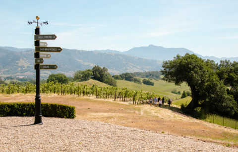 outdoor vineyard hike in sonoma county healdsburg with mountains and vineyard views