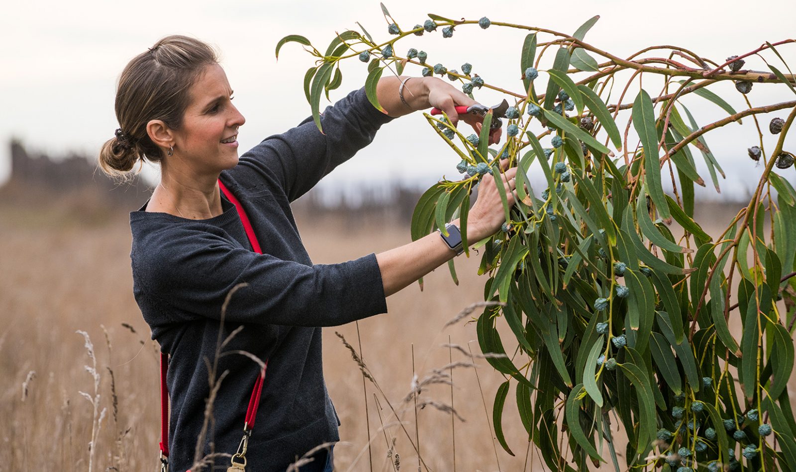 Jordan Winery Director of Hospitality Nitsa Knoll clipping off greenery.