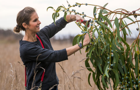 Jordan Winery Director of Hospitality Nitsa Knoll clipping off greenery.