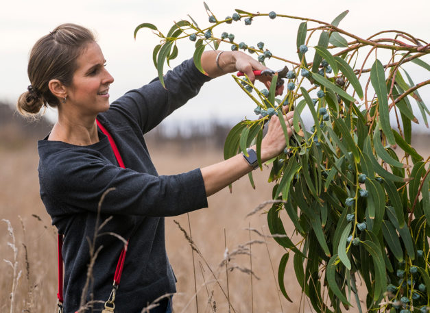 Jordan Winery Director of Hospitality Nitsa Knoll clipping off greenery.