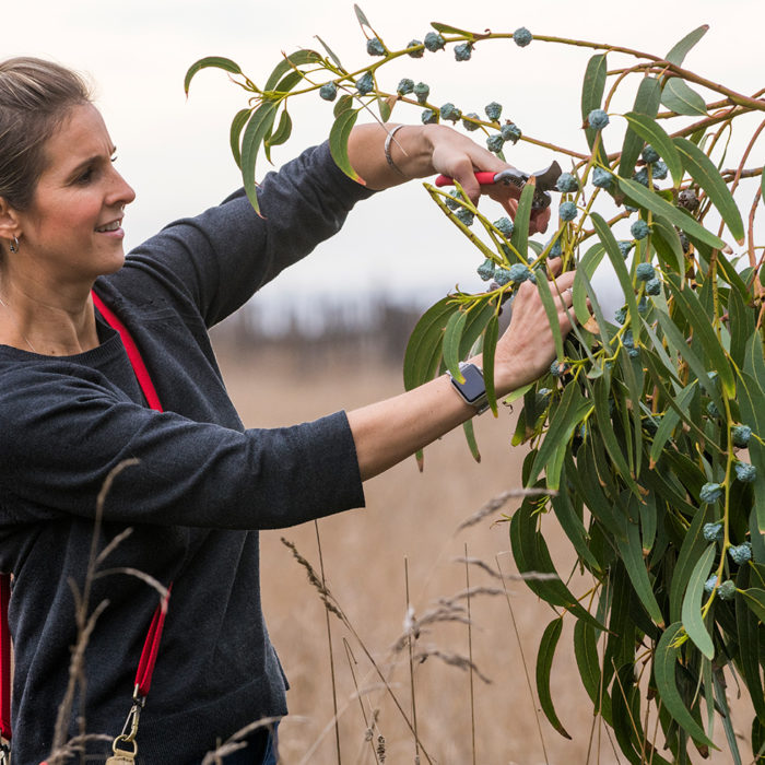 Jordan Winery Director of Hospitality Nitsa Knoll clipping off greenery.